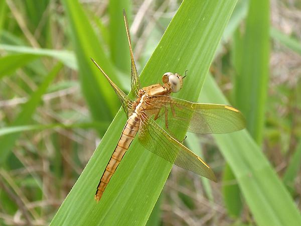 고추잠자리 미성숙 암컷 사진