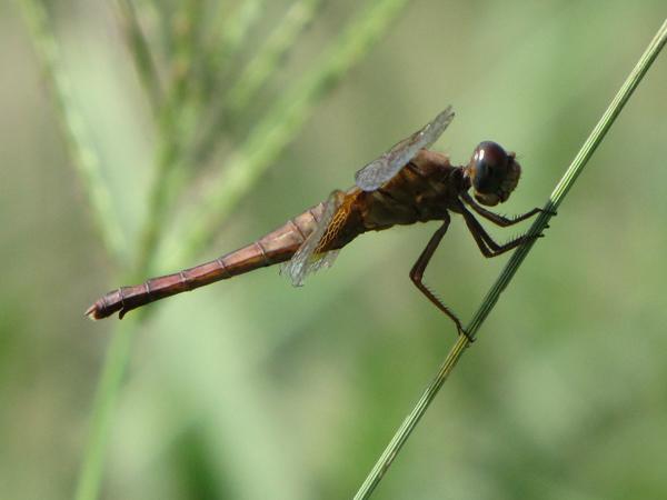 고추잠자리 성숙 암컷 사진