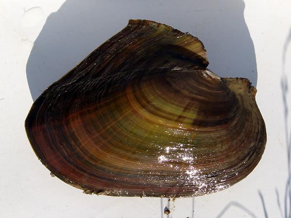 귀이빨대칭이 사진