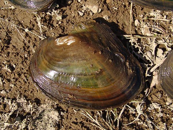 귀이빨대칭이 사진