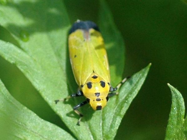 끝검은말매미충