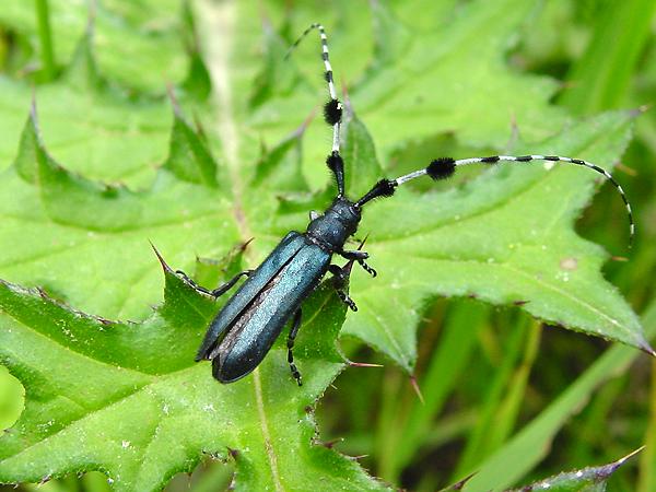 남색초원하늘소