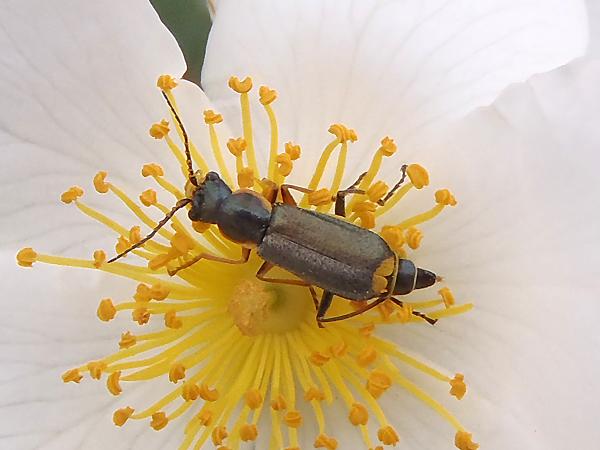 노랑무늬의병벌레