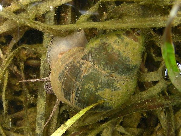 논우렁이 유패 사진