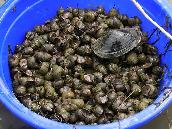 화포천습지에서 채취된 논우렁이 사진