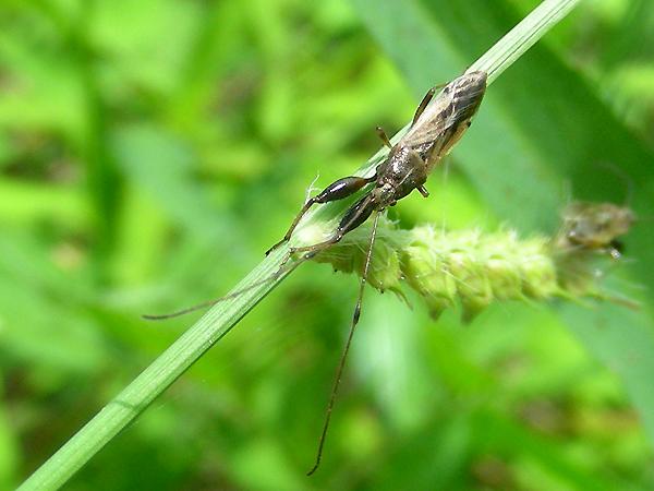 더듬이긴노린재 수컷 사진
