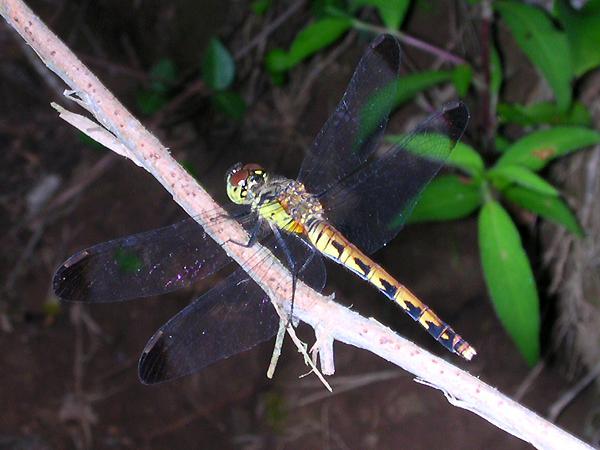 두점박이좀잠자리 암컷 사진
