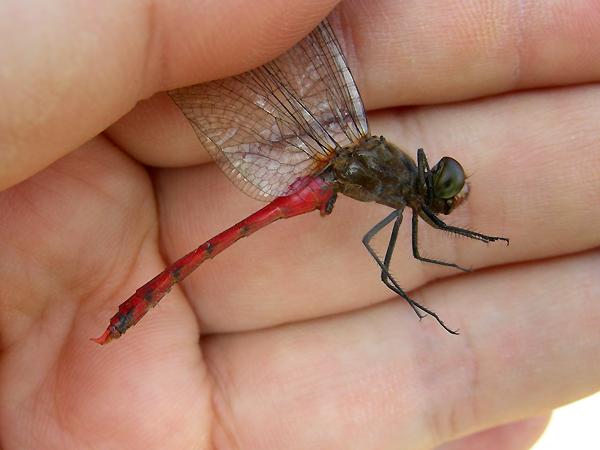 두점박이좀잠자리 성숙 수컷 사진