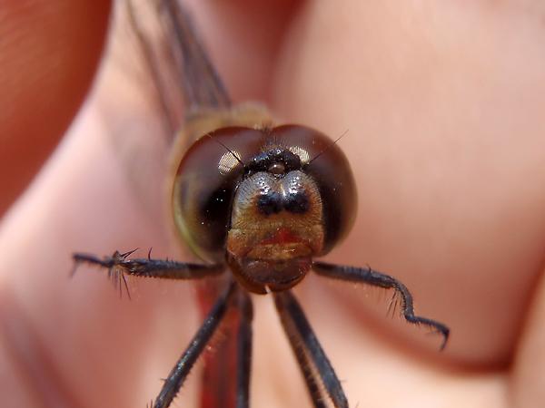 두점박이좀잠자리 이마의 검은 점 사진