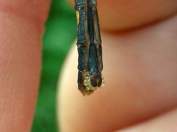 두점박이좀잠자리 암컷의 산란판 사진