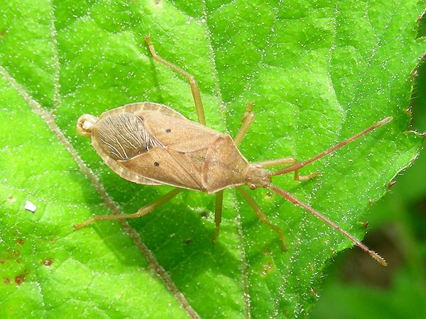 두점배허리노린재