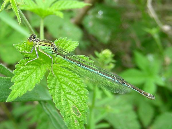등줄실잠자리 암컷 사진