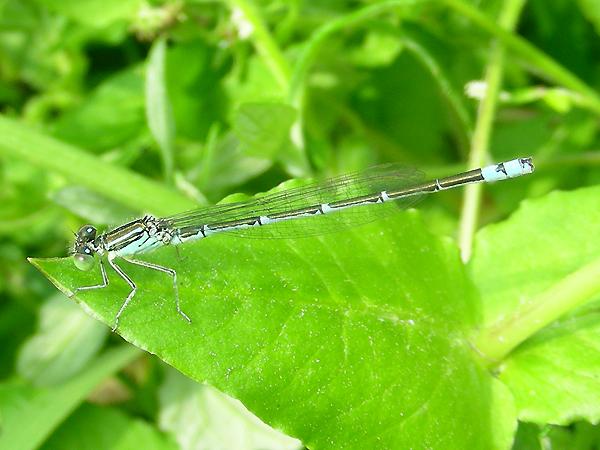 등줄실잠자리 수컷 사진