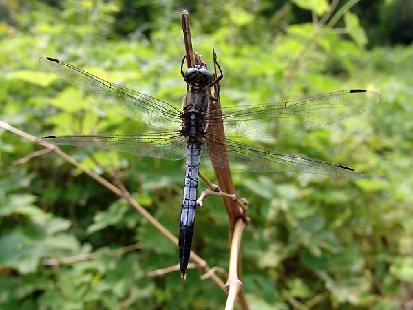 밀잠자리 수컷 사진