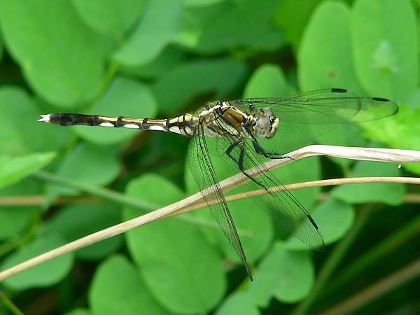 밀잠자리 암컷 사진