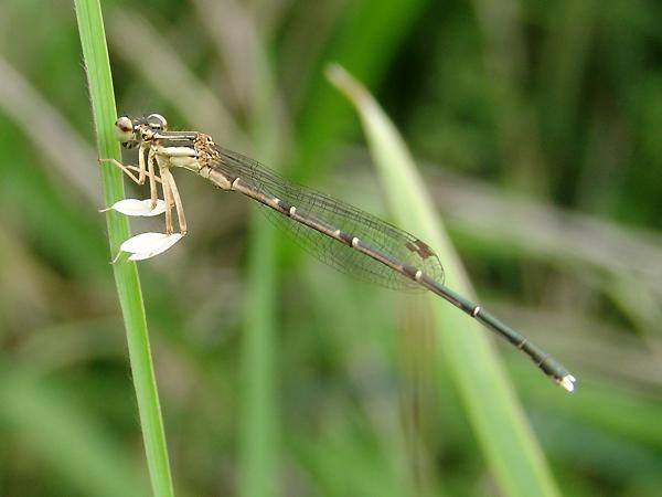 방울실잠자리 수컷 사진