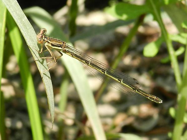 방울실잠자리 암컷 사진