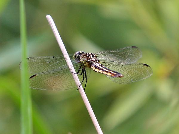 배치레잠자리 암컷 사진