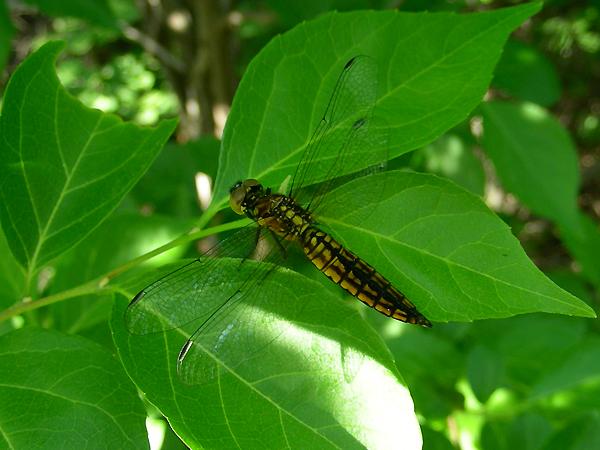 배치레잠자리 미성숙 수컷 사진