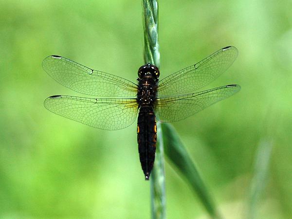 배치레잠자리 중간 성숙 수컷 사진