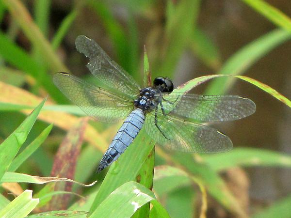 배치레잠자리 성숙 수컷 사진