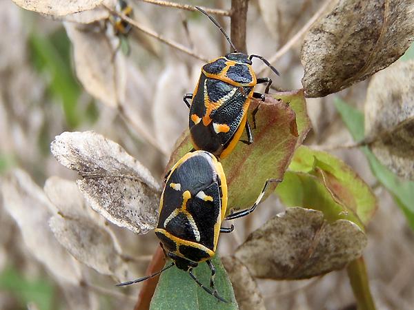 북쪽비단노린재