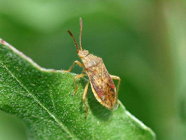 붉은잡초노린재