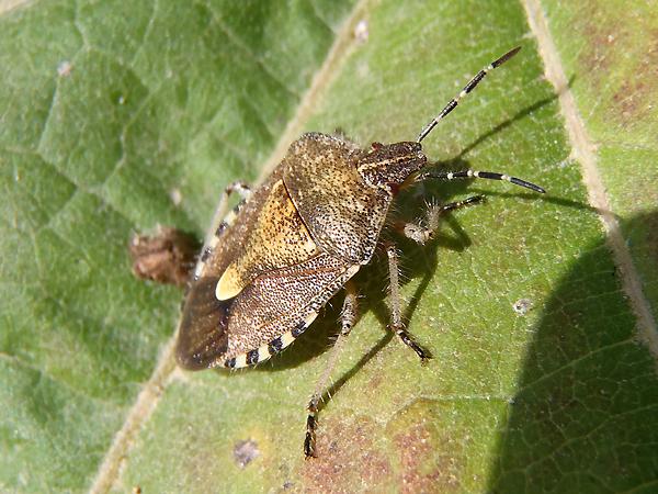 알락수염노린재