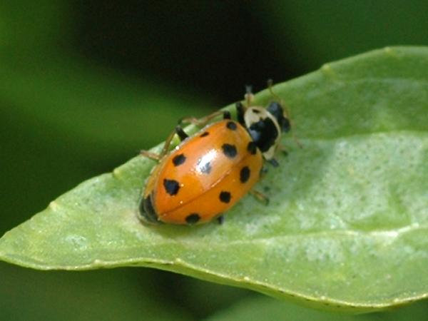 열석점긴다리무당벌레