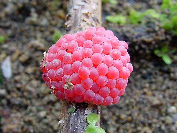 왕우렁이의 알덩어리1 사진