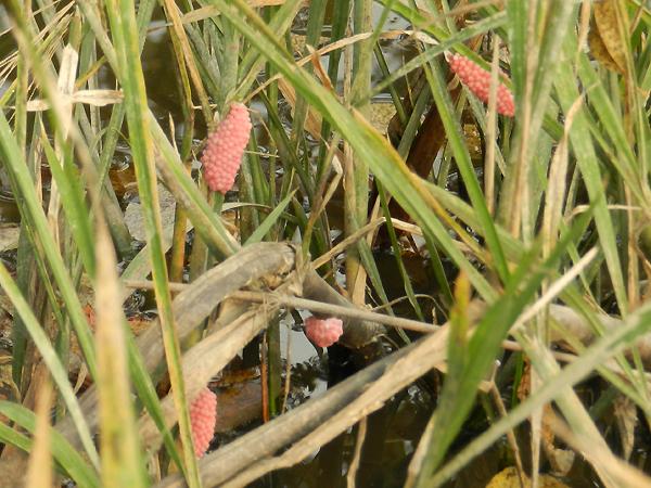 왕우렁이의 알덩어리2 사진