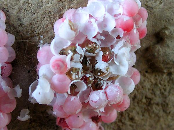 알에서 깨어나는 왕우렁이 유패 사진