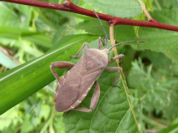 장수허리노린재 암컷 사진