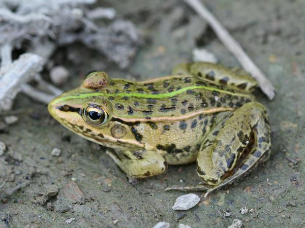 참개구리(수컷) 사진