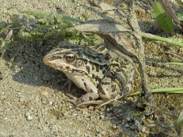 참개구리(암컷) 사진