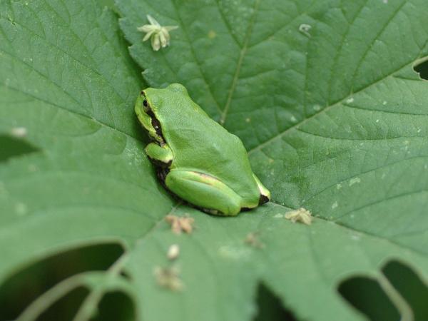 청개구리 사진