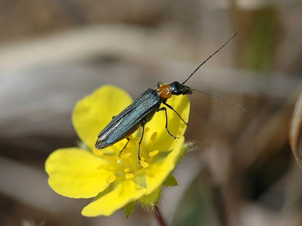 큰알통다리하늘소붙이