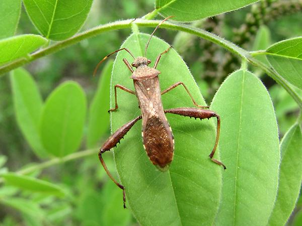 톱다리개미허리노린재