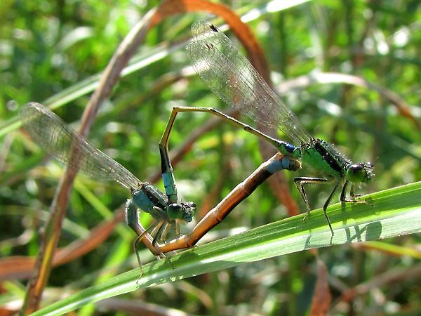 푸른아시아실잠자리의 짝짓기 사진