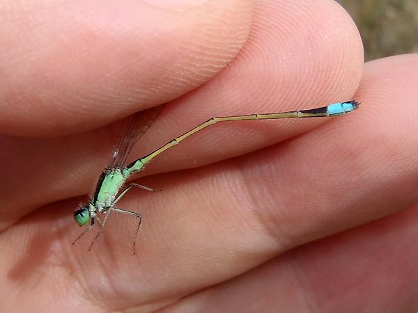 푸른아시아실잠자리의 수컷 사진