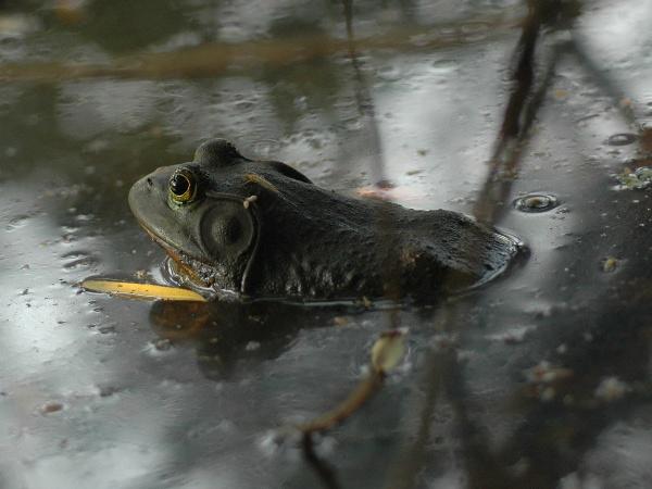 황소개구리 사진