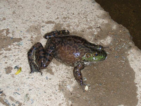 황소개구리 암컷 사진