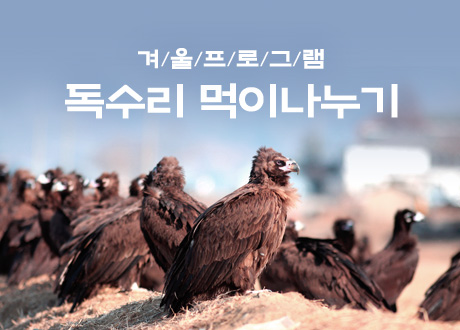 겨울프로그램. 독수리 먹이나누기