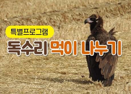 특별프로그램 - 독수리 먹이 나누기