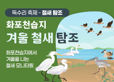 독수리 축제 - 철새 탐조 화포천습지 겨울 철새 탐조 내용 : 화포천습지에서 겨울을 나는 철새 모니터링