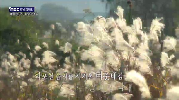 11월_화포천캠페인-갈대억새