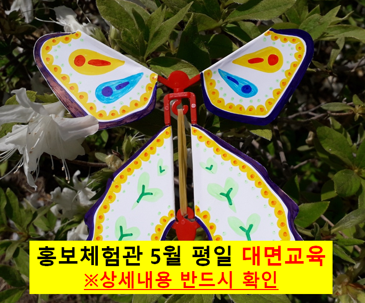 5월 나비 대면