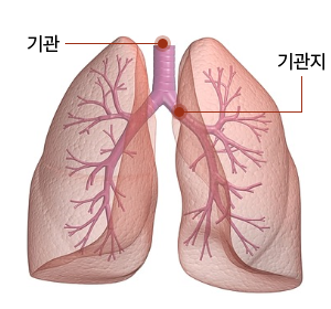 사람의 호흡기. 기관 기관지