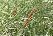 애기부들 Typha angustifolia (부들과)