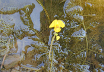 통발 Utricularia japonica (통발과)